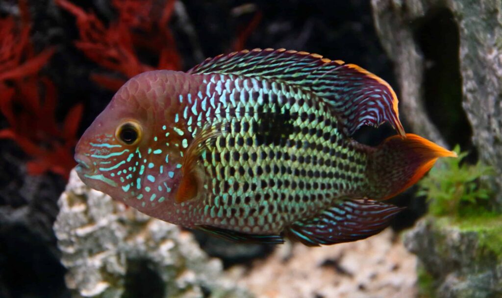 How to Care for a Green Terror Fish?