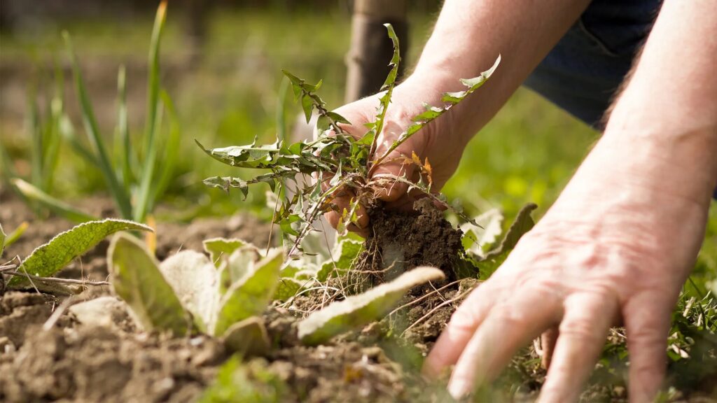 How to Coexist With Weeds?