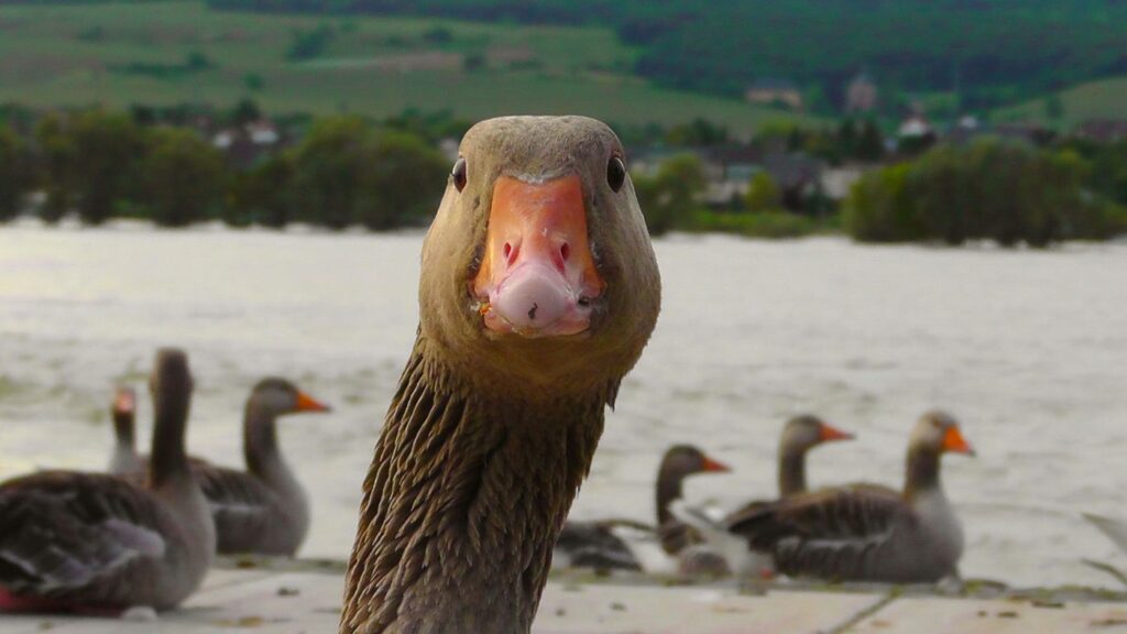 Is There a Dark Side to Goose Silly?