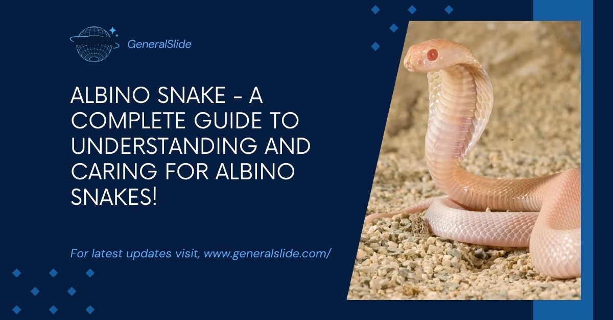 Albino Snake - A Complete Guide To Understanding And Caring For Albino Snakes!
