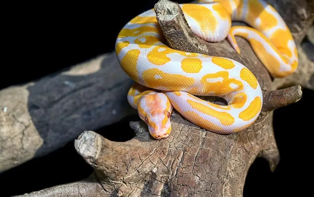 The Price of Owning an Albino Snake!